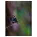 Fotografie Blue Tiger butterfly, Traceydee Photography, 30x40 cm
