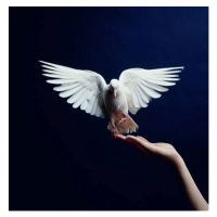 Fotografie White Dove flying from hand, blue background, Getty Images, 40x40 cm