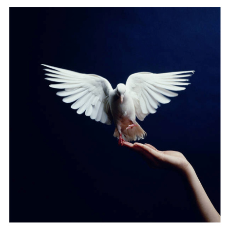 Fotografie White Dove flying from hand, blue background, Getty Images, (40 x 40 cm)
