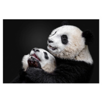 Fotografie Pandas, Alessandro Catta, 40 × 26.7 cm