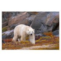 Fotografie Polar Bear adult male in autumn colors, Stan Tekiela Author / Naturalist / Wildlife P