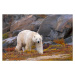 Fotografie Polar Bear adult male in autumn colors, Stan Tekiela Author / Naturalist / Wildlife P