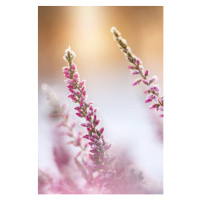 Fotografie Winter background with frosted heather flowers, Eerik, 26.7 × 40 cm