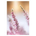 Fotografie Winter background with frosted heather flowers, Eerik, 26.7 × 40 cm