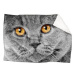 IMPAR Beránková deka Kočičí pohled, 150 × 120 cm