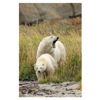 Umělecká fotografie Polar Bear mother and cub, sow and cub, Stan Tekiela Author / Naturalist / W