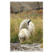 Fotografie Polar Bear mother and cub, sow and cub, Stan Tekiela Author / Naturalist / Wildlife P