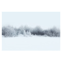 Fotografie Beautiful winter forest landscape, trees covered, Guasor, (40 x 26.7 cm)
