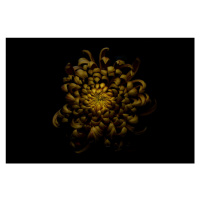 Fotografie Chrysanthemum, Lotte Grønkjær, 40 × 26.7 cm