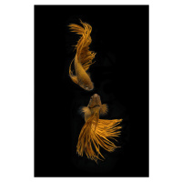 Umělecká fotografie Love Story of the Golden Fish, Ganjar	Rahayu, (26.7 x 40 cm)
