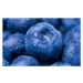 Fotografie Wet Blueberry Closeup, Kativ, 40 × 26.7 cm