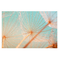 Fotografie Dandelion seed with water drops, filipfoto, 40x26.7 cm