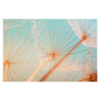 Fotografie Dandelion seed with water drops, filipfoto, 40 × 26.7 cm