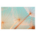 Fotografie Dandelion seed with water drops, filipfoto, 40 × 26.7 cm