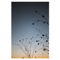 Fotografie Plants with sunset sky, Javier Pardina, 26.7x40 cm