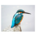 Fotografie Kingfisher, Kawasemi, I love Photo and Apple., (40 x 30 cm)