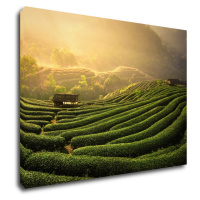 Impresi Obraz Východ slunce čajovníková plantáž - 70 x 50 cm