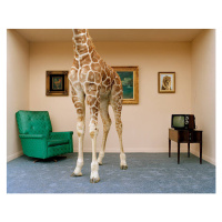 Fotografie Giraffe in living room, low section, Matthias Clamer, 40x30 cm