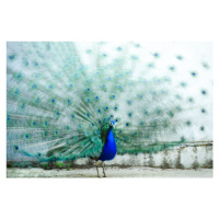 Fotografie Peacock, Piera Polo, 40 × 26.7 cm