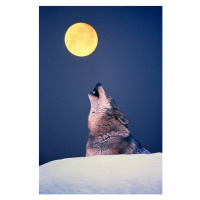 Fotografie Wolf howling at full moon, Martin Ruegner, (26.7 x 40 cm)
