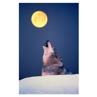 Fotografie Wolf howling at full moon, Martin Ruegner, 26.7 × 40 cm