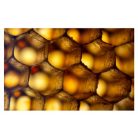 Fotografie Honeycomb ultra Macro Photo, gulfu photography, 40 × 26.7 cm