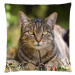 Polštář s motivem kočky 33, hnědá, Mybesthome 40x40 cm Varianta: Povlak na polštář s výplní, 40x