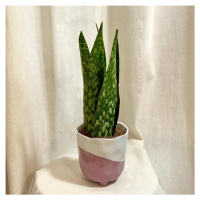 Sansevieria ‘Jamaiquina Queen’