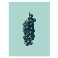 Ilustrace grapes, Finlay & Noa, (30 x 40 cm)