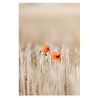 Fotografie Summer Poppies, Mareike Bohmer, 26.7 × 40 cm