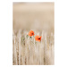 Fotografie Summer Poppies, Mareike Bohmer, 26.7 × 40 cm