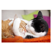 Umělecká fotografie cuddly cat couple kissing, Marcel ter Bekke, (40 x 26.7 cm)
