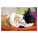 Fotografie cuddly cat couple kissing, Marcel ter Bekke, 40x26.7 cm