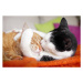 Fotografie cuddly cat couple kissing, Marcel ter Bekke, 40 × 26.7 cm