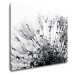 Impresi Obraz Pampeliška s kapkami vody - 90 x 70 cm