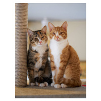 Fotografie Portrait of Two Young Cats, Akimasa Harada, 30x40 cm