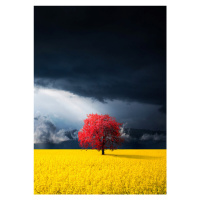 Fotografie Red tree, Bess Hamiti, 30 × 40 cm