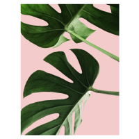 Ilustrace Pink palm, Finlay & Noa, 30x40 cm