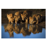 Fotografie Lions of Mara, Mario Moreno, 40 × 26.7 cm