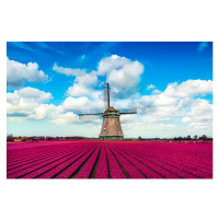 Fotografie Colorful Tulip Fields in front of, AleksandarGeorgiev, 40 × 26.7 cm