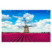 Fotografie Colorful Tulip Fields in front of, AleksandarGeorgiev, 40 × 26.7 cm