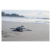 Fotografie Leather back turtle babies are released, Riza Azhari, 40 × 26.7 cm