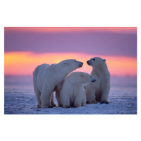 Fotografie Polar bear with yearling cubs, JohnPitcher, 40 × 26.7 cm