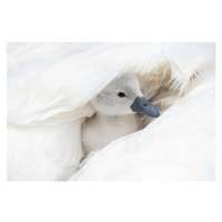 Fotografie Close-up image of a cute, white,, Jacky Parker Photography, 40 × 26.7 cm