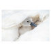 Fotografie Close-up image of a cute, white,, Jacky Parker Photography, 40 × 26.7 cm