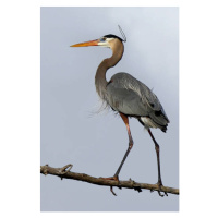 Fotografie Heavenly Heron - Great Blue Heron, Jim Cumming, (26.7 x 40 cm)