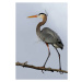 Fotografie Heavenly Heron - Great Blue Heron, Jim Cumming, 26.7 × 40 cm