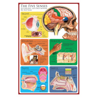 Plakát, Obraz - The Five Senses, 61 × 91.5 cm