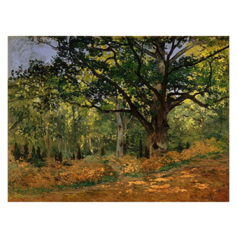 Reprodukce obrazu Claude Monet - The Bodmer Oak, Fontainebleau Forest, 70 x 50 cm Fedkolor