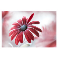 Fotografie Daisy, Mandy Disher, 40 × 26.7 cm